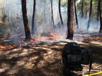 Prescribe burning in the experimental plot (Soria, Spain)