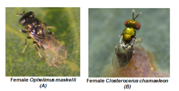 Female Ophelimus maskelli & Female Closterocerus chamaeleon