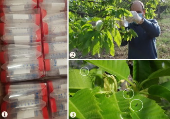 Most recent biological control action, carried out by the Agro-Forestry Association ARBOREA in partnership with several regional entities (IPB / CNCFS, PRORURIS, CM Vinhais and Parish Councils) (1) Parasitoid packaging (2) Parasitoid release in affected chestnut (3) Torymus sinensis after release (ARBOREA)