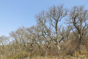 Cork oak decline