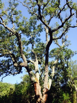 Cork oak showing signs of weakening