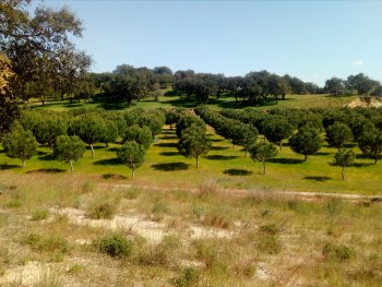 Pinus pinea plantation in Central Portugal