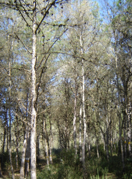Aleppo pine provenance trial in the comparative plantation of Jbel Abderrahmane - Cap Bon  