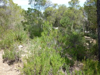 Distribution of Rosmarinus officinalis, Erica Multiflora and Cistus monspeliensis in natural Tunisian Aleppo pine forest.