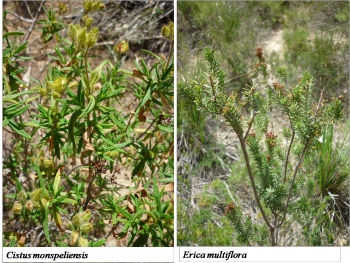 Erica Multiflora and Cistus monspeliensis 
