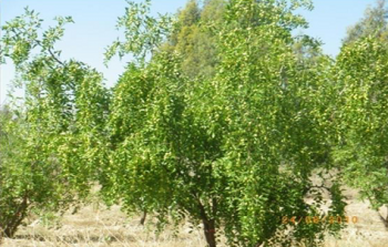 Ziziphus jujuba tree (experimental station-Rouhia)