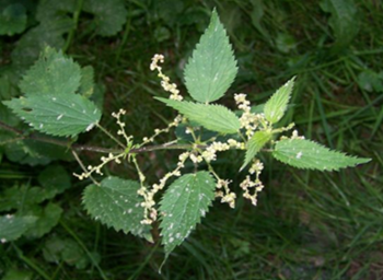 Leaves and flowers of Urtica dioica L.