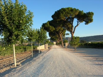 Stone pine in Mediterranean landscape