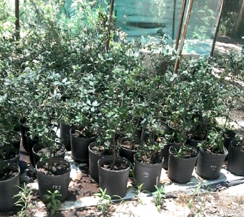 Seedlings of provenances of Cork Oak