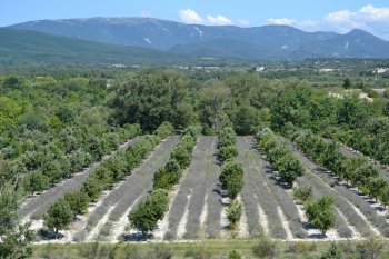 A truffle orchard in southern France