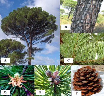 A: Appearance of the tree, B: Aspect of the trunk, C: Appearance of the leaves, D: male inflorescences, E: female inflorescences, F: cone (Arboretum Ain Drahem, 2015)