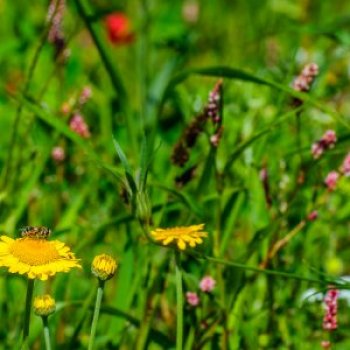 Field edge in the Netherlands to promote biodiversity.