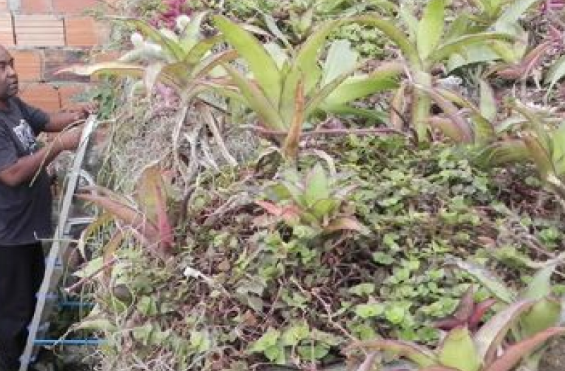 The extensive use of bromelias on the green roofs for keeping the weight of the structure low for safety (Image from Herzong and Rozado 2019).