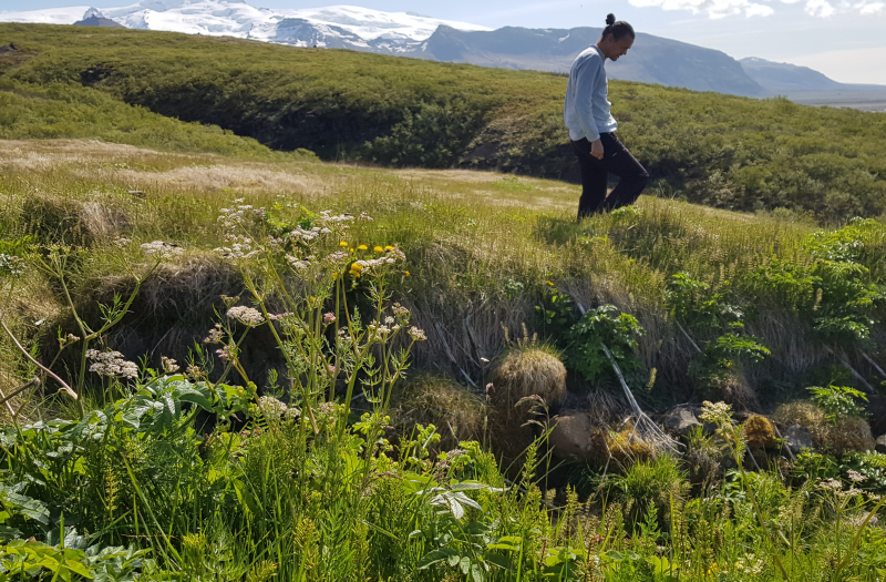 Hjörtur Þorbjörnsson in the field with caraway growing in the foreground