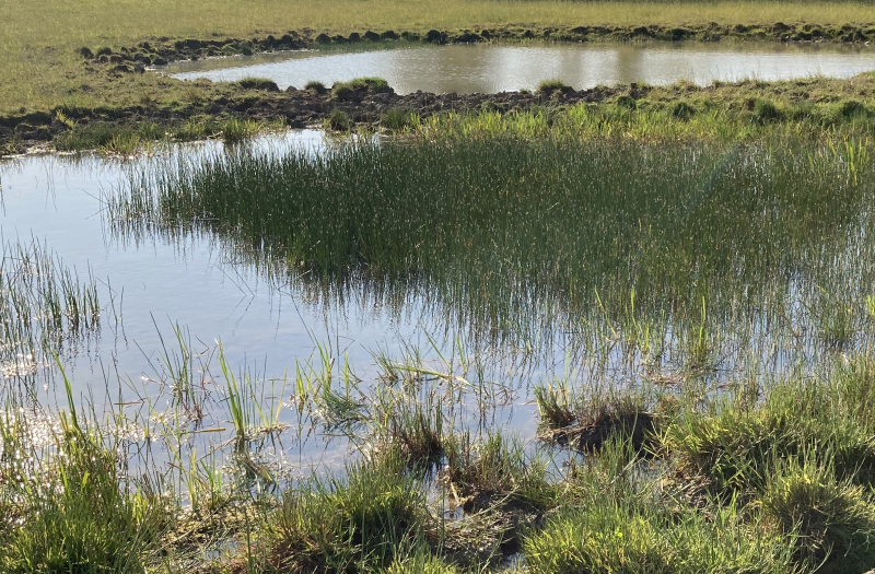 New clean water ponds that provide a significant biodiversity gain in this agricultural landscape