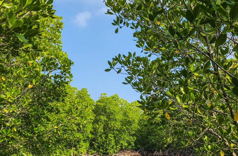 Community-based mangrove forest restoration