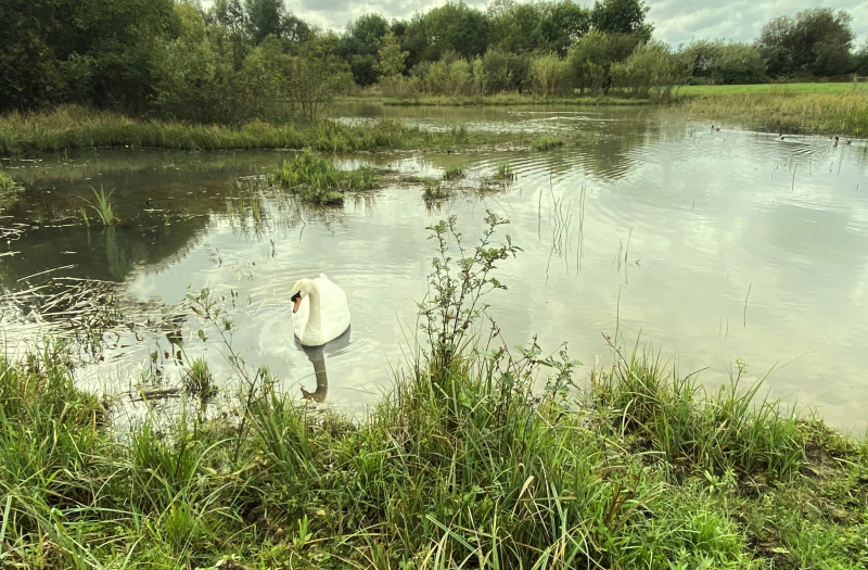 One of the many ponds in the Pinkhill Meadow complex