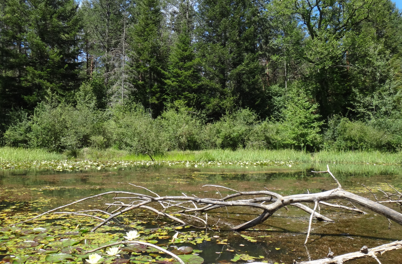 The reintroduction of the threatened European pond turtle was successful and the population is now reproducing in this pondscape.