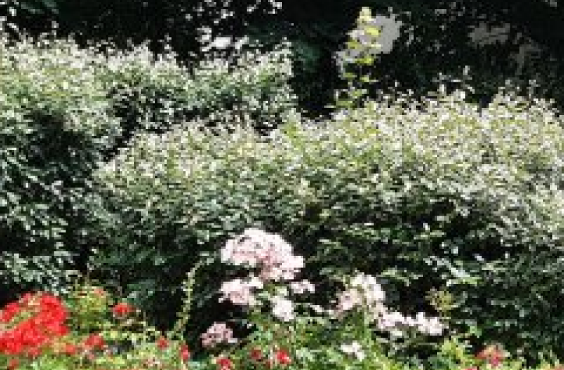 Shrubs and flowers