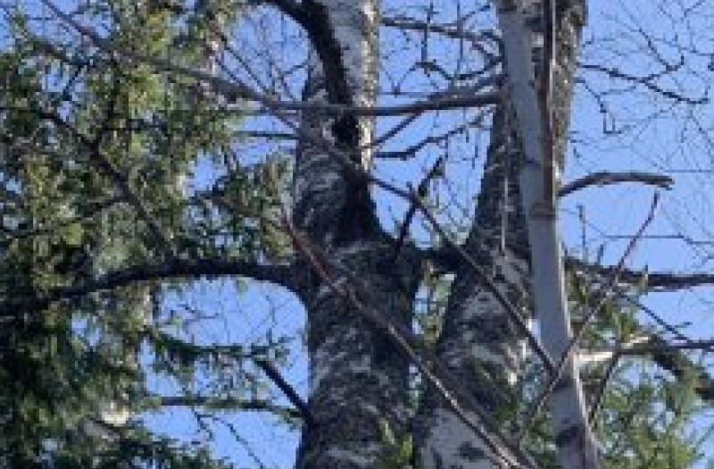 Birch tree trunks and blue sky