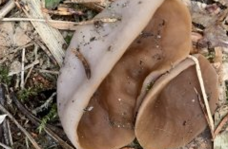 Close up of two fungi on bare ground
