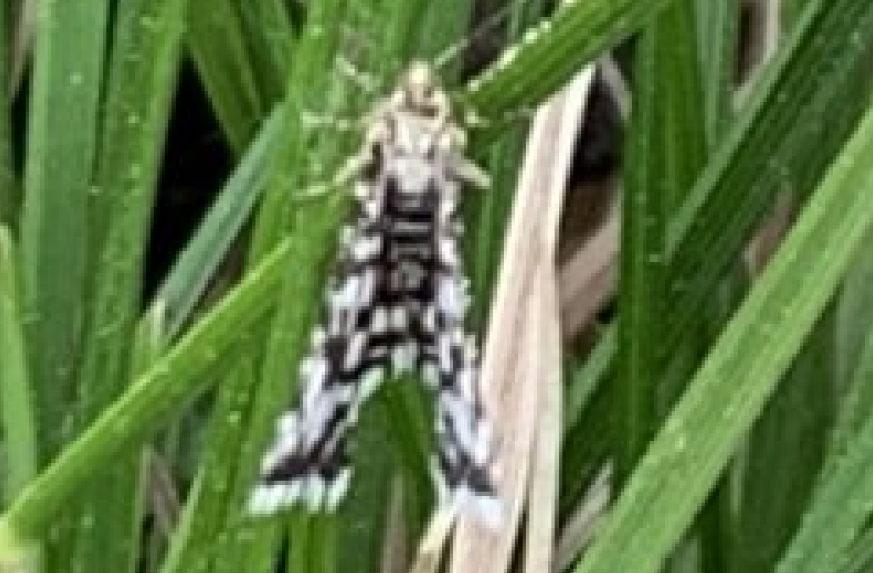 Black and white moth on plant stems