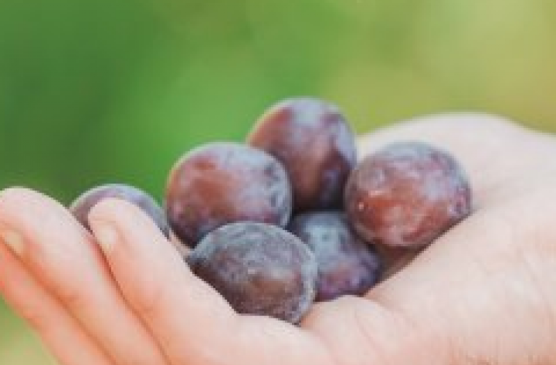 Hand holding red grapes