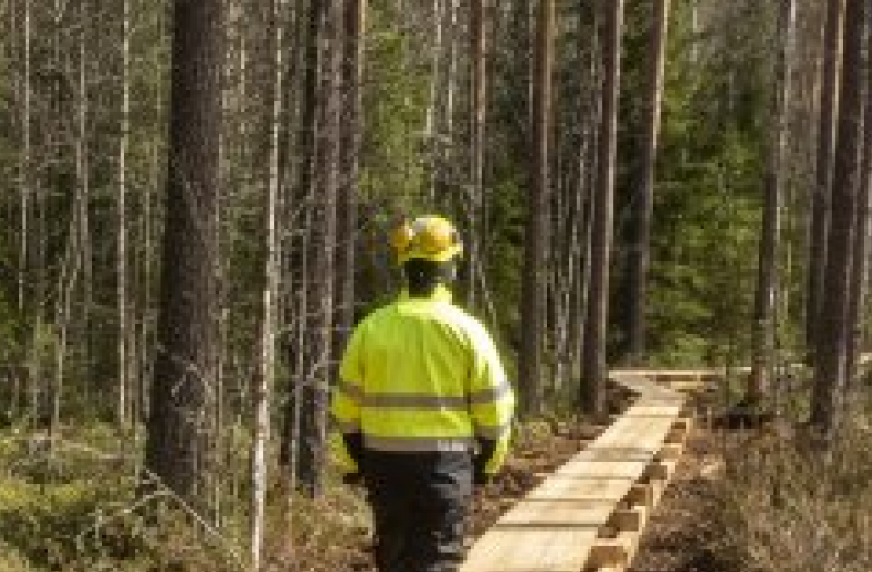 Person walking on wooden pathway in a forest