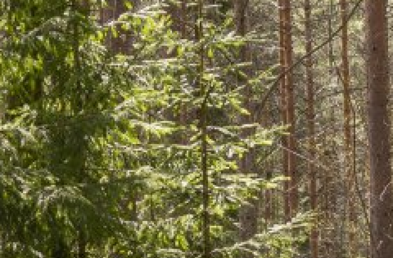 Coniferous woodland with trees and bare trunks