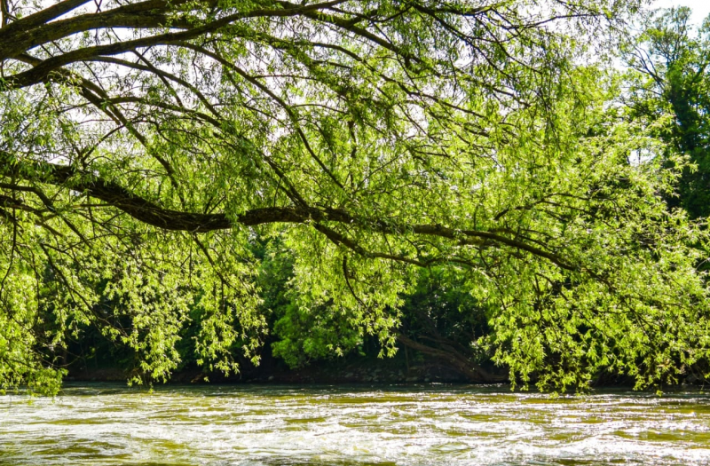 Tree branches over water