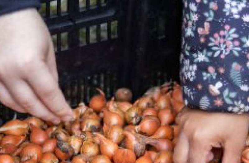 The hands of two children picking up plant bulbs 
