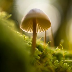 Forest in Autumn