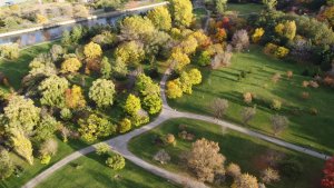 Surviving the City - Urban Forests for nature-based health and happiness