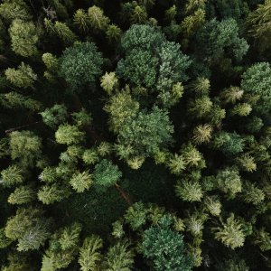 Olena Sergienko, Unsplash Olena Sergienko, Unsplash