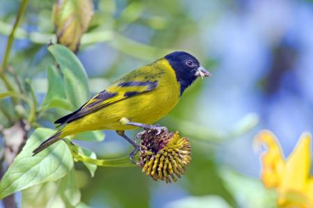 Siskin bird on branch