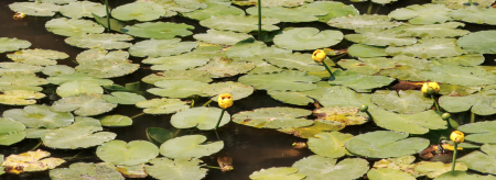 Lily pads on a pond
