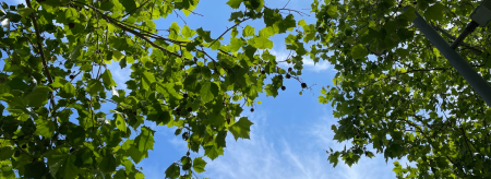 View of sky and trees