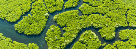 Birdseye view of mangroves and a river