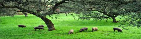 Pigs in pasture