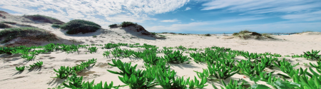 Sand dunes with dune vegetation