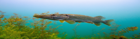 Pike in freshwater