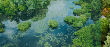 green vegetation on water