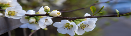 White tree blossom on a branch