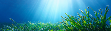 Seagrass bed with sun shining through water