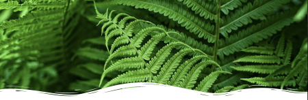 green fern leaves