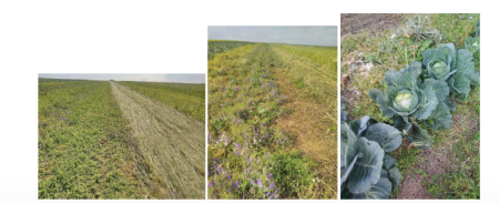 farm in transition