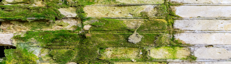Walls with moss