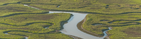 wetland with watercourse flowing through
