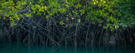mangroves - water and leaves