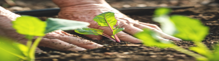 hands planting a seedling in soil